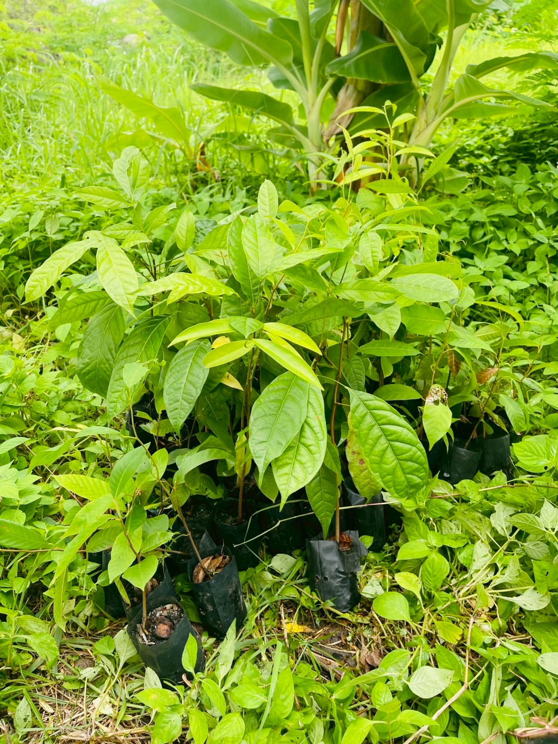 Environment